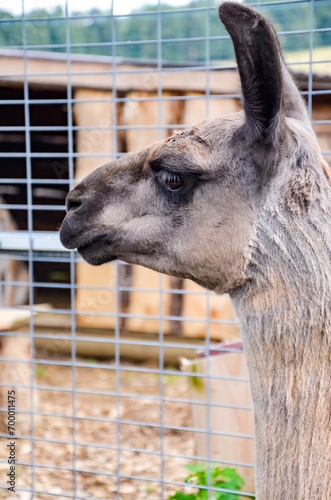 Close up llama in ZOO