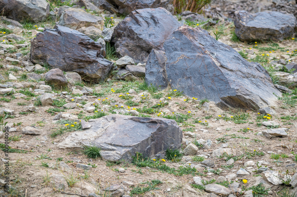 Rocks Lying on a dried pasture. Basalt, gabbro, and serpentinite rocks of Ladakh , India Rocks Lying on a dried pasture. Basalt, gabbro, and serpentinite rocks of Ladakh , India
