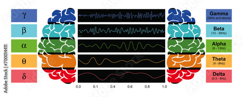 Digital illustration depicting EEG chart showcasing the various types of brain waves generated by human brain activity.