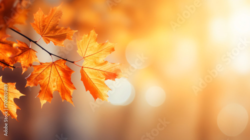 Autumn maple leaves on sunny blurred trees. Fall
