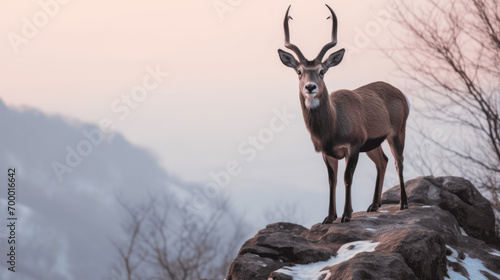 An Iberian ibex stands majestically on a rocky outcrop with the snow-capped mountains and hues of pink and purple dusk sky in the background 