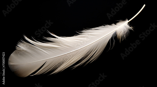 Close up of a single white feather isolated on a single color background 