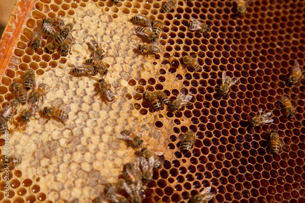 Working bees on the brown honeycomb with sweet honey.. Working bees on the brown honeycomb with sweet honey..