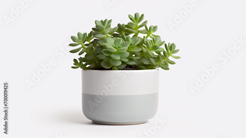 Different type of Succulent plants in a light, white colored pot with a light background 