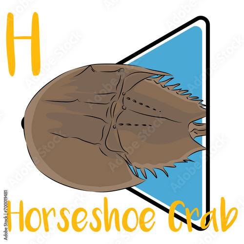 Horseshoe crabs are an extremely ancient group and are often referred to as living fossils. Horseshoe crabs use their long tails as rudders in the water and to flip themselves. photo