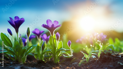 Blooming blue and purple flowers with growing root