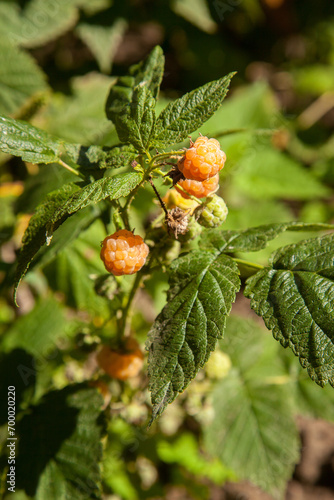 Branch with yellow raspberry in sunlight. Growing natural bush of raspberry. .