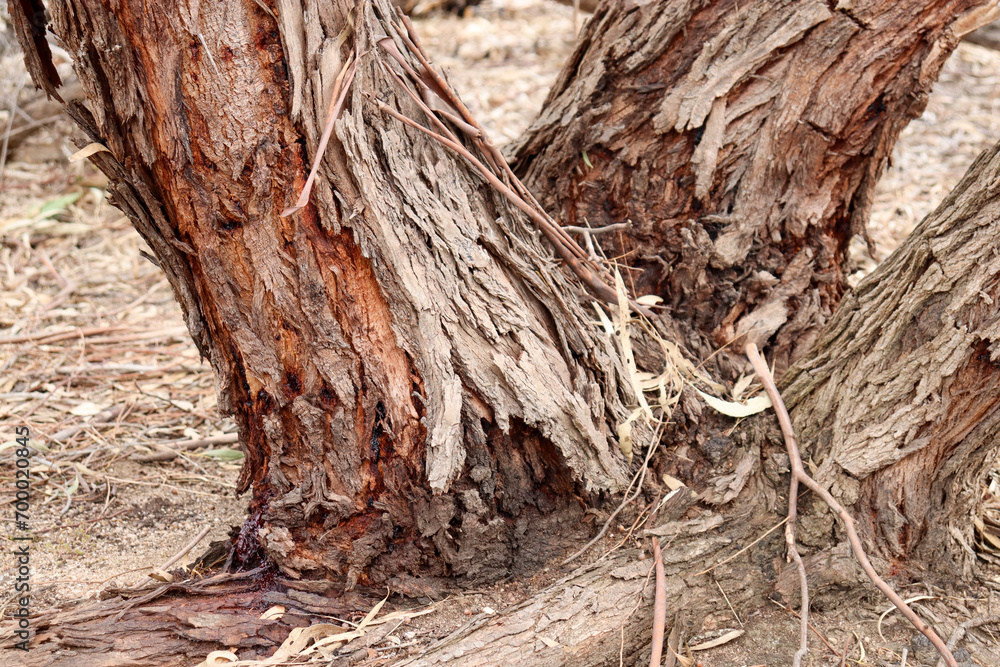 textured bark of eucalyptus tree in australian bushland textured bark of eucalyptus tree in australian bushland