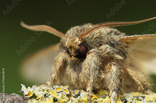 Facial closeup on the Great prominent moth,Peridea anceps sitting on wood photo