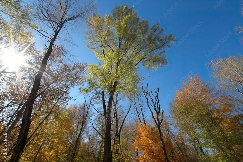 day sunny autumn trees fell leaves all almost fall late autumn sky blue background trees