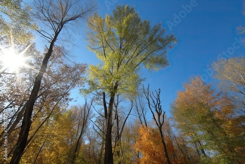 day sunny autumn trees fell leaves all almost fall late autumn sky blue background trees