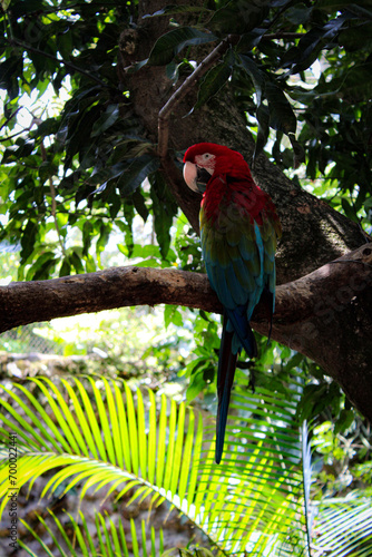Guacamaya Fauna
