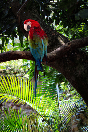 Fauna Colombina