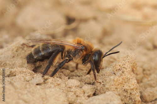 Closeup on a female Chocolate or hawthorn mining bee, Andrena carantonica, sitting on a sandy soil