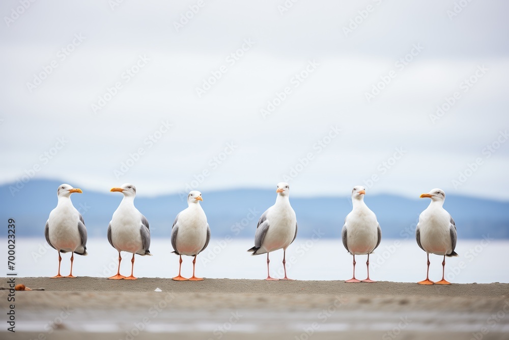 row of standing gulls facing the ocean breeze row of standing gulls facing the ocean breeze