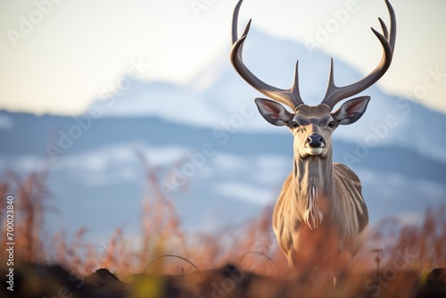 kudu against backdrop of mount kilimanjaro © Natalia