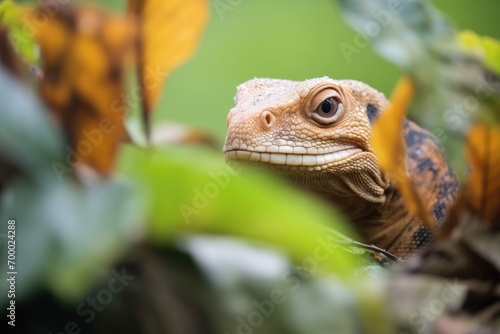 monitor lizard camouflaged among tree foliage