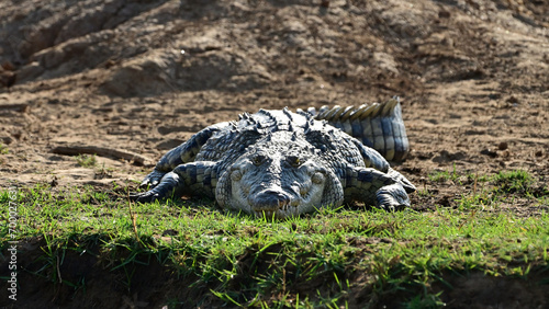 coccodrillo