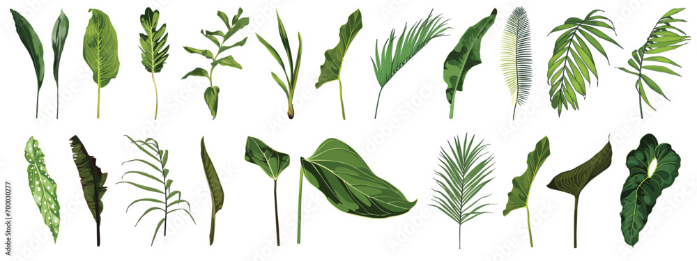 Tropical plants, leaves and palms big set. Exotic illustrations, floral elements isolated, Hawaiian bouquet for greeting card. - obrazy, fototapety, plakaty 