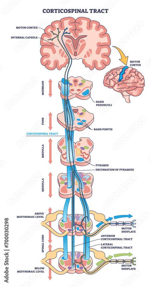 Corticospinal tract or pyramidal neuronal pathway outline diagram. Labeled educational scheme with body motor function neural system vector illustration. Anatomical detailed structure of neuron cord. - obrazy, fototapety, plakaty 