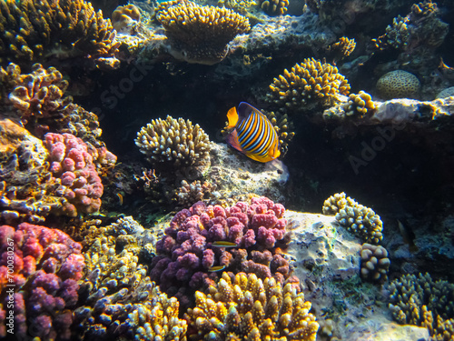 Fototapeta Naklejka Na Ścianę i Meble -  Pygoplites diacanthus or Royal angelfish in an expanse of Red Sea coral reef