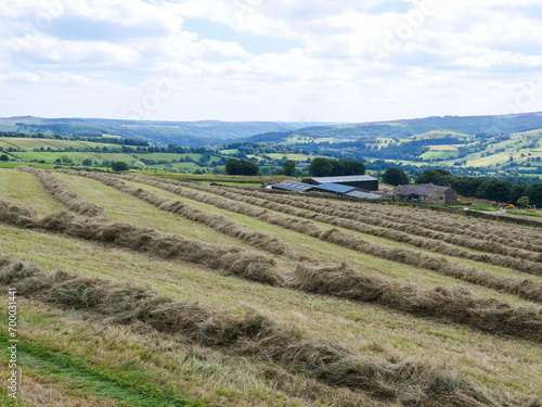 Swaths of dry hay in farmland in a hilly English countryside of Derbyshire in Peak District National Park, United Kingdom.