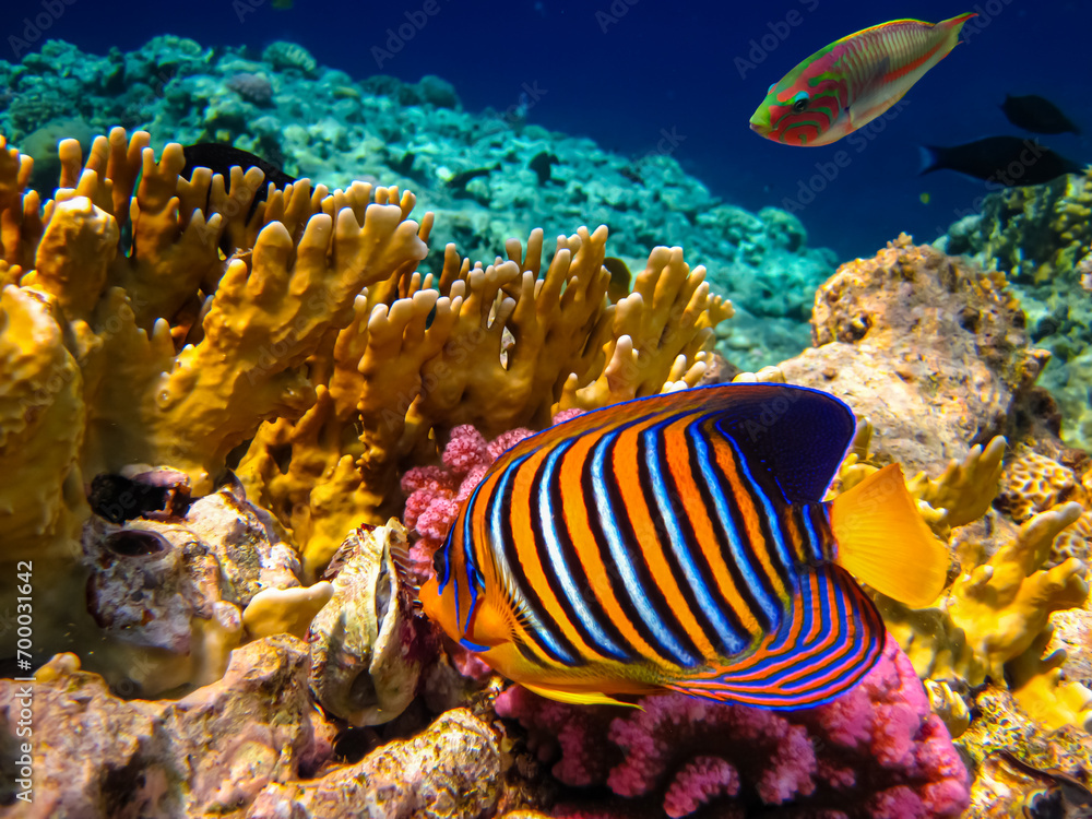 Fototapeta premium Pygoplites diacanthus or Royal angelfish in an expanse of Red Sea coral reef