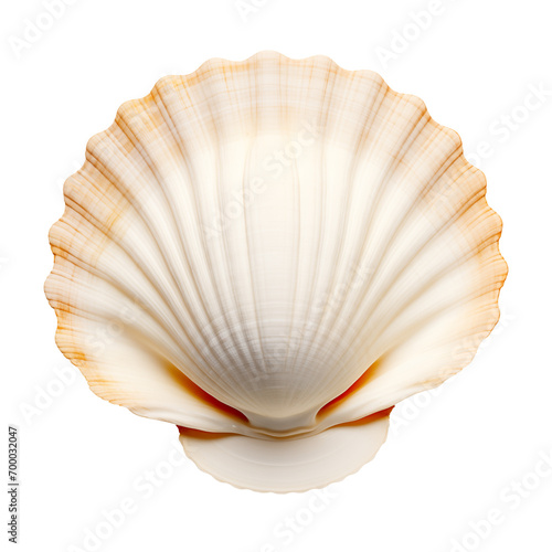 The shell is carved on a white or transparent background. Seashell collecting concept. A design element to insert into a project.