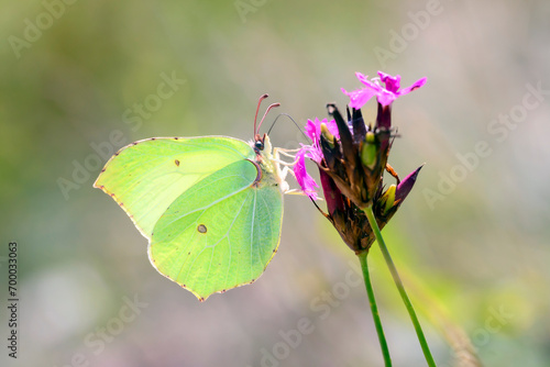 Tableau sur toile Common brimstone butterfly - Gonepteryx rhamni resting on Carthusian pink - Dian