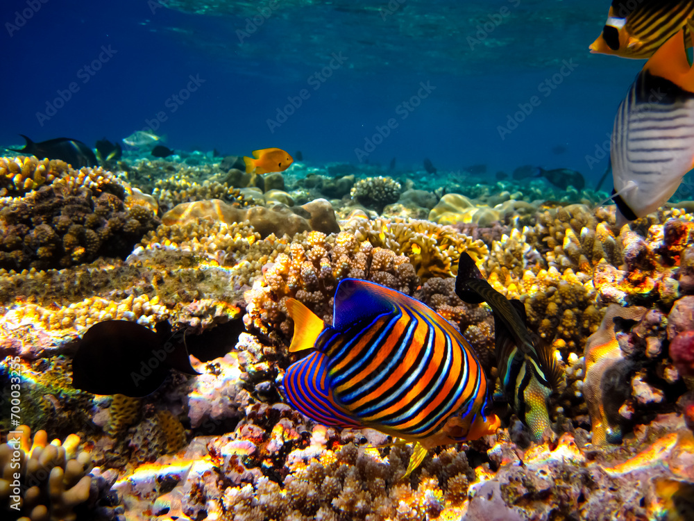 Pygoplites diacanthus or Royal angelfish in an expanse of Red Sea coral reef Pygoplites diacanthus or Royal angelfish in an expanse of Red Sea coral reef