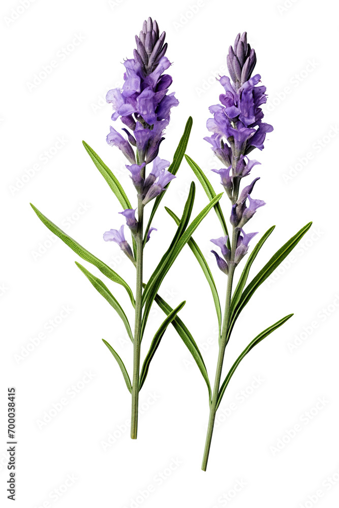 Top side closeup macro view of purple lavender flower stems with leaves, on a white isolated background Top side closeup macro view of purple lavender flower stems with leaves, on a white isolated background