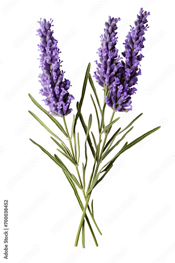 Naklejka premium Top side closeup macro view of purple lavender flower stems with leaves, on a white isolated background