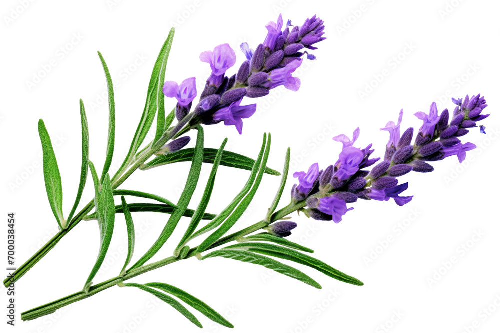 Naklejka premium Top side closeup macro view of purple lavender flower stems with leaves, on a white isolated background