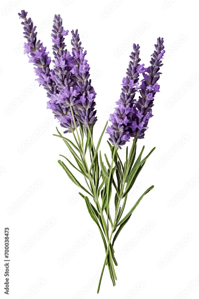 Fototapeta premium Top side closeup macro view of purple lavender flower stems with leaves, on a white isolated background