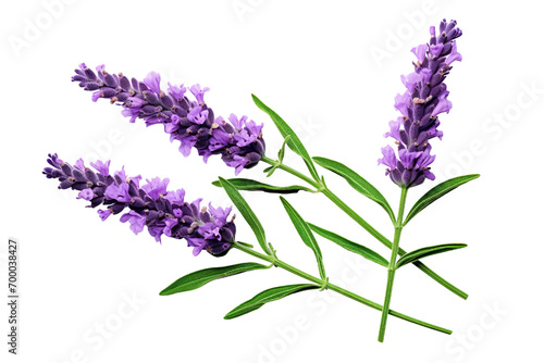 Top side closeup macro view of purple lavender flower stems with leaves  on a white isolated background