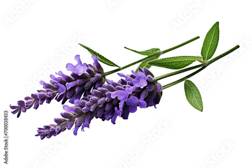 Top side closeup macro view of purple lavender flower stems with leaves, on a white isolated background photo