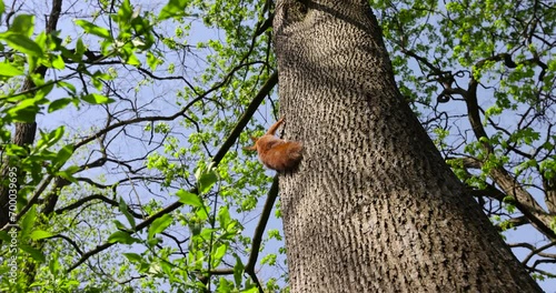 red squirrel running through the trees in the park, red squirrel in the spring park in sunny weather