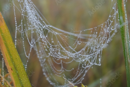 water drops Spider Web Covered with Sparkling Dew Drops. Spider web covered with frost rice field.
