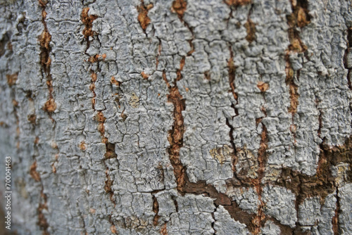 Detail of the bark of a tree textures and scratches on the background.               