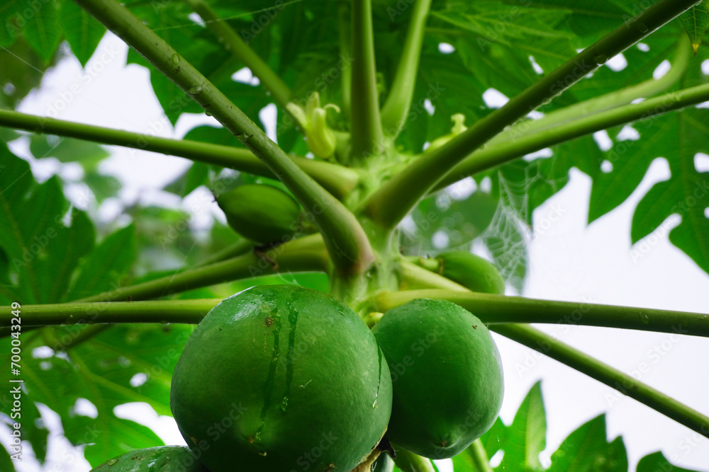 Fototapeta premium Delicious green raw papayas hanging on papaya tree background.