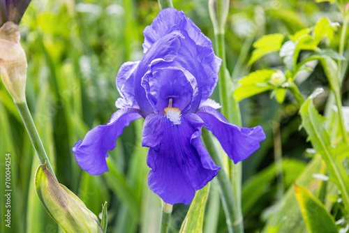 Fényképezés A Deutsche Schwertlilie (Iris × germanica) is the accepted name for a species of