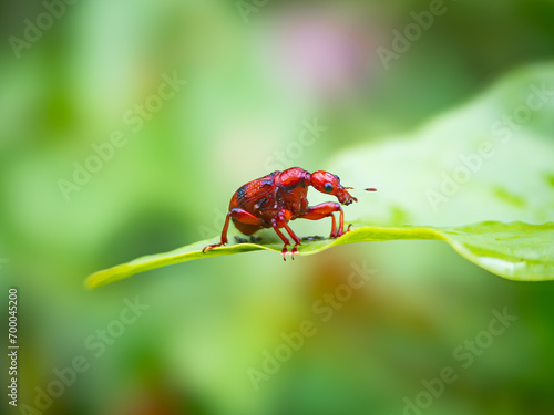 Giraffe beetles or called Attelabidae beetles. Attelabidae beetles belong to the weevil family and these beetles are often found on leaves photo