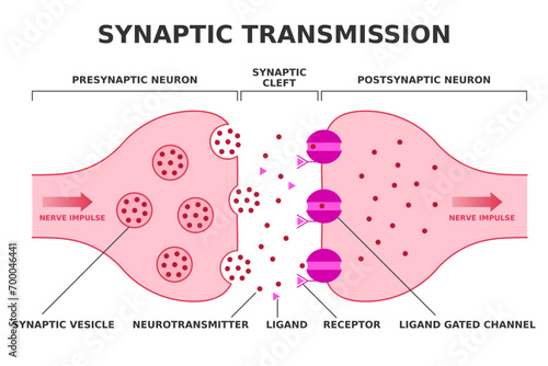 Synaptic transmission. Neurotransmission. Nerve impulse transition from presynaptic neuron to postsynaptic neuron. Neurotransmitter release from synaptic vesicle. Ligand gated channel. Vector.
