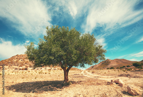 Nature landscape with a lonely olive tree in the mountain desert on a sunny day