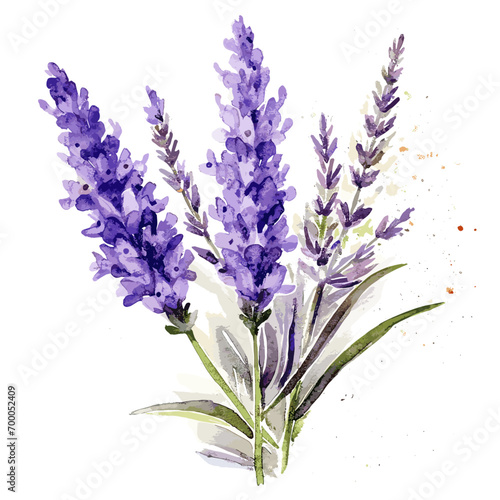 Watercolor Illustration of Lavender Flowers in a Vintage Style  Isolated on a White Background. Vector Image with Purple Lavender.