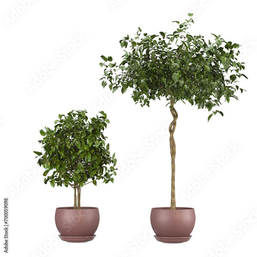 home decorative indoor plants in multiple Style no background, beautiful assets, no background flowers and plants