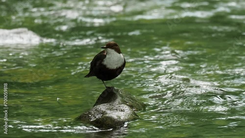 White-throated dipper (Cinclus cinclus), 4K footage
