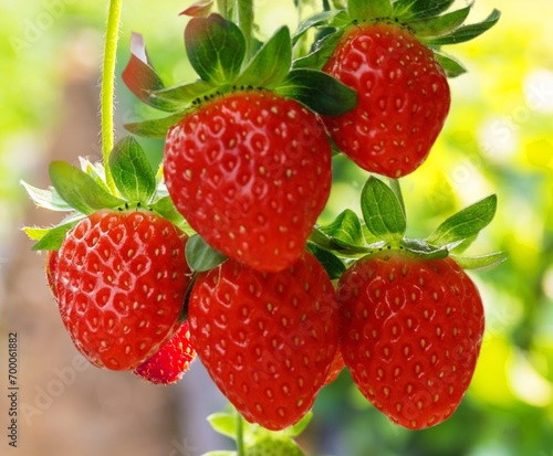 Strawberries on the plants 
