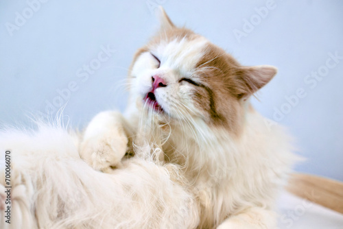 A cat laying and cleaning himself