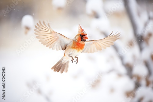 cardinal landing on a snowbrush
